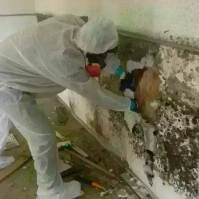 Mold Remediation and Removal in Trappe, PA